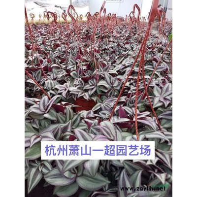 紫露草 紫露草苗圃直銷 紫露草基地價格 精品紫露草