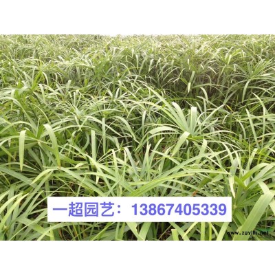 吳風草 大葉吳風草小苗 精品吳風草小杯苗 大葉吳風草價格