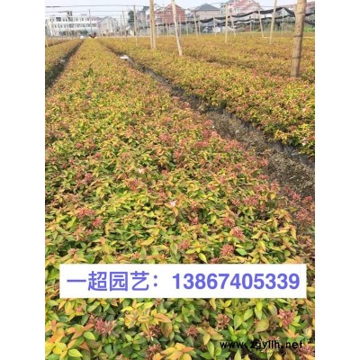蘭花三七 品種純良 蘭花三七價格 蘭花三七基地