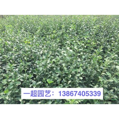 白屈菜 半夏 薏苡 烏頭 白花荊芥 荊芥 六座大山荊芥哪里有