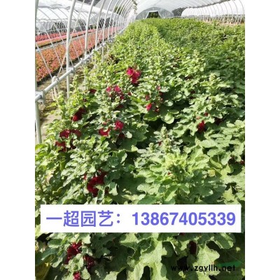 胡枝子 美麗胡枝子 胡枝子小苗 精品美麗胡枝子苗 胡枝子價格