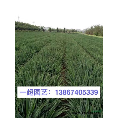 金葉過路黃 過路黃批發