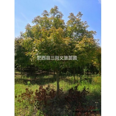 叢生烏桕、單桿烏桕、叢生烏桕價(jià)格