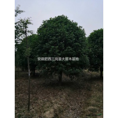 安徽供應(yīng)桂花、精品桂花