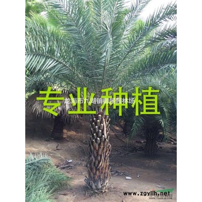 1米高造型三角梅盆景價格 2米高造型三角梅盆景價格