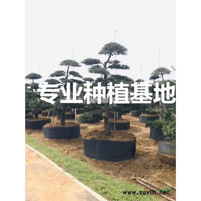 蒲葵批發(fā) 蒲葵圖片 蒲葵種植 福建蒲葵