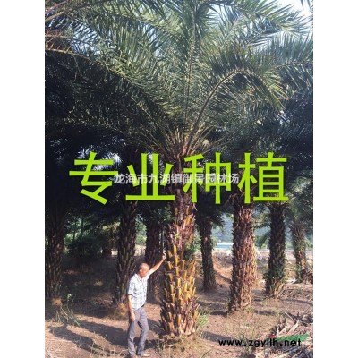 黃花風(fēng)鈴木圖片  多花風(fēng)鈴木批發(fā) 多花風(fēng)鈴木基地