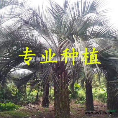 造型小葉榕樁頭 造型小葉榕樁頭 吊根造型小葉榕樁頭