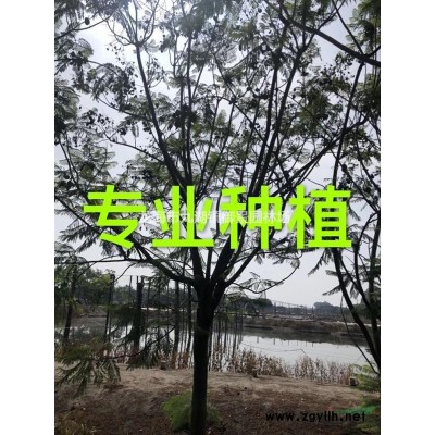 福建造型繼木樁價格 福建造型繼木盆景報價