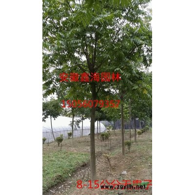 安徽低價供應土石楠