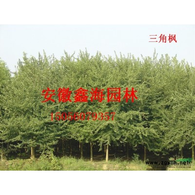 安徽鑫海園林苗木基地常年供應紅葉李