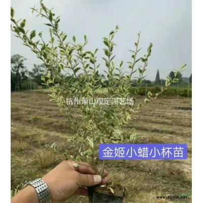 優(yōu)質(zhì)特價(jià)雙色亮晶女貞大小杯苗批發(fā)產(chǎn)地直銷