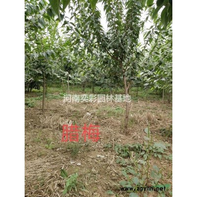 河南國槐 低價出售 規格* 質量*
