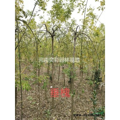 許昌檜柏 河南檜柏習性