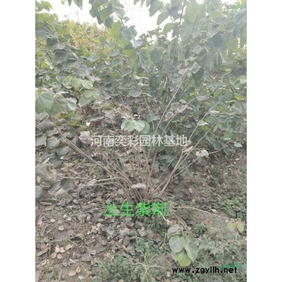 許昌檜柏 河南德昌檜柏特征