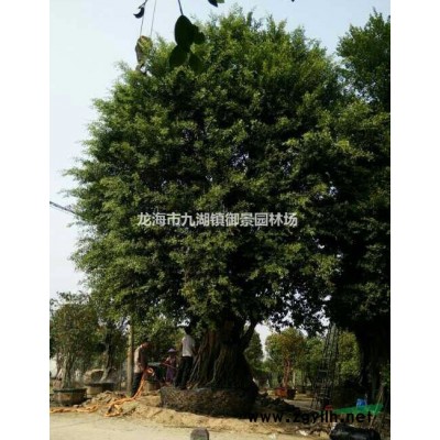 8米華棕價格 9米華棕價格 10米華棕價格