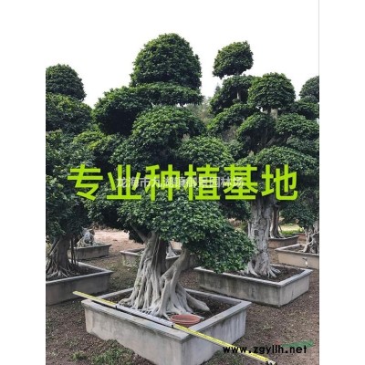 5米加拿利海棗價格 6米加拿利海棗價格 7米加拿利海棗價格