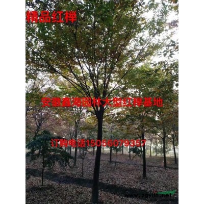 安徽肥西地區(qū)供應(yīng)欏木石楠大型基地優(yōu)質(zhì)供應(yīng)商