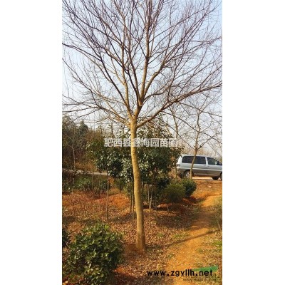 安徽大型桂花基地供應(yīng)2-20公分優(yōu)質(zhì)桂花安徽桂花大型基地