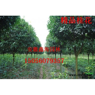 安徽紫薇基地 安徽紫薇價格