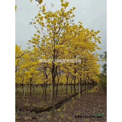 1米中國紅三角梅價格 1.5米中國紅三角梅價格