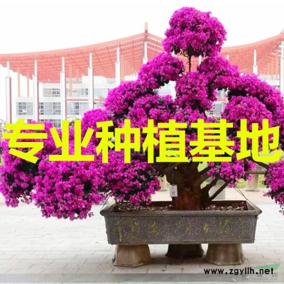 1米四季紅三角梅價格 2米四季紅三角梅價格