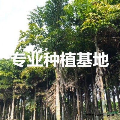 福建小葉欖仁價格 福建鳳凰木批發(fā) 福建美麗異木棉報價