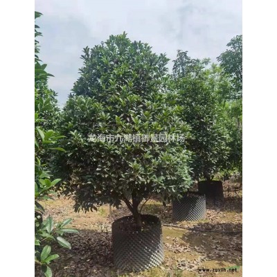 華盛頓葵圖片 華盛頓葵報價 華盛頓葵基地