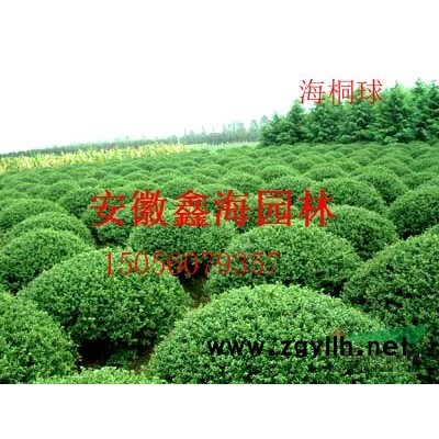常年供應：桂花 紅葉李 香樟 大葉女貞 廣玉蘭 榔榆 樸樹
