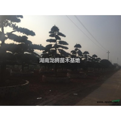 湖南桂花，湖南各種香樟樹，羅漢松、金桂、四季桂花、紅花繼木、