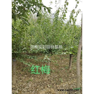 金枝槐國槐