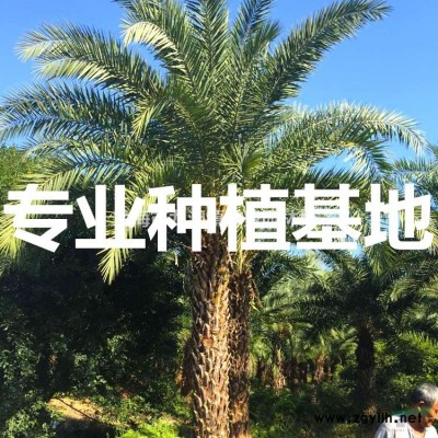 福建散尾葵價格 漳州散尾葵批發 廈門散尾葵種植基地