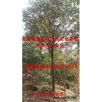 欏木石楠基地優(yōu)質(zhì)供應(yīng)肥西欏木石楠大型基地