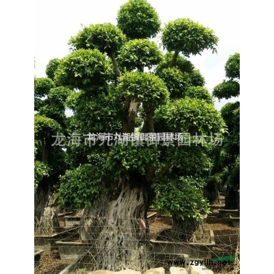 福建紅皮榕價格 福建紅榕報價 福建紅皮榕基地