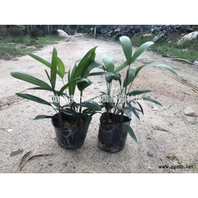 造型小葉榕樁頭 沙西小葉榕樁頭 漳州榕樹樁頭