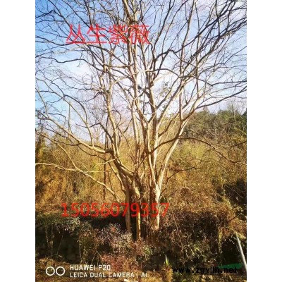 安徽鑫海園林**低價供應、 紅葉李