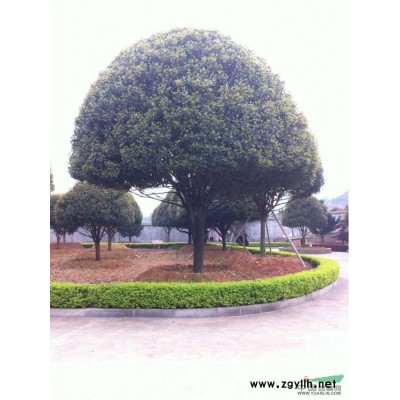 桂花、桂花大樹、精品桂花、桂花球、桂花小苗、造型桂花球