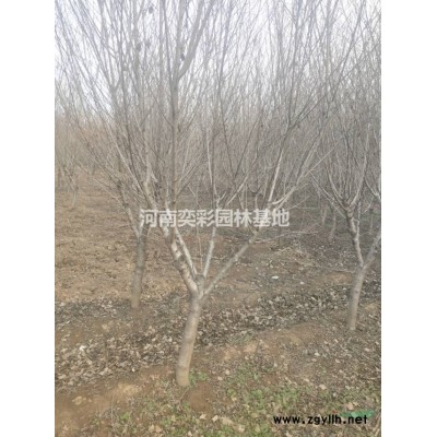 河南鄢陵金枝槐價格便宜/河南金枝槐苗圃直供