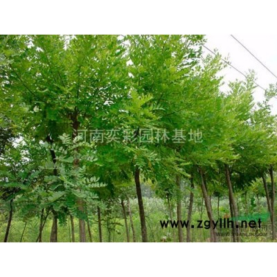 河南紅梅價格優惠/河南鄢陵紅梅低價銷售