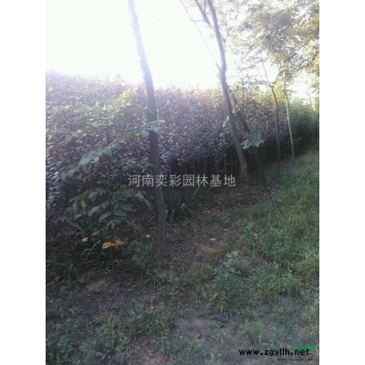 河南叢生木槿價格優惠/河南鄢陵叢生木槿低價銷售