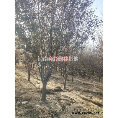 2019河南檜柏新報價