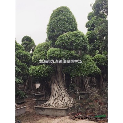 11米華棕價格 12米華棕價格 13米華棕價格