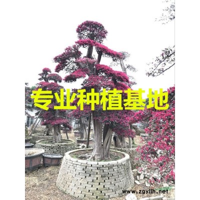 霸王棕價格 霸王棕圖片 霸王棕供應 霸王棕價錢