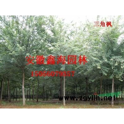 安徽地區(qū)供應(yīng)3-18公分三角楓