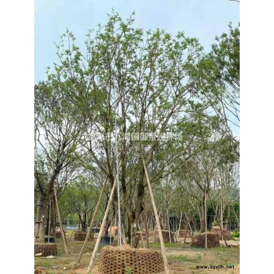 福建雞蛋花價格 雞蛋花圖片 鐵紅雞蛋花批發(fā)