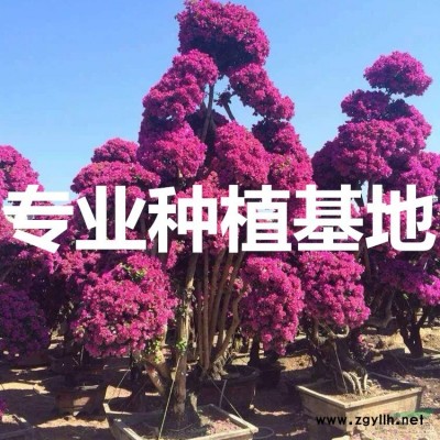 黃花風鈴木產自哪里？黃花風鈴木哪里多？黃花風鈴木好多錢？
