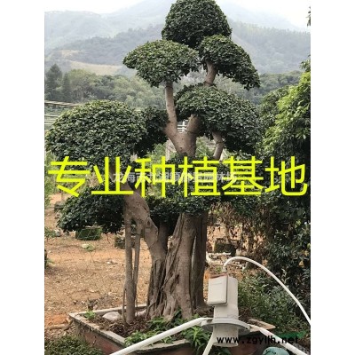福建造型榕樹樁頭 漳州提根小葉榕樁頭 漳州榕樹樁