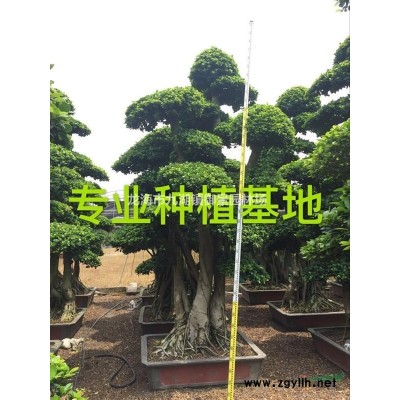 造型小葉榕樁頭 小葉榕樁頭 漳州造型榕樹樁頭