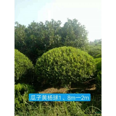 金色大花六道木小杯苗160大杯供應(yīng)行情報(bào)價(jià)