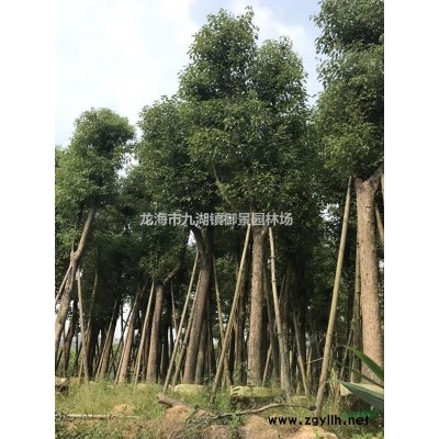 50公分小葉榕價格 55公分小葉榕價格 60公分小葉榕價格